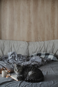 有趣的苏格兰直猫躺在床上拿着一本书，温馨的家庭氛围。