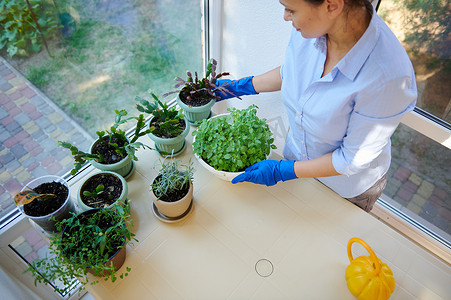多民族女性家庭主妇、管家、戴橡胶手套的女佣的顶视图，在阳台上照顾室内植物。