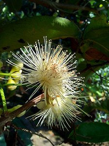 yzygium aqueum（水玫瑰苹果、水苹果、钟形果）花具有自然背景。