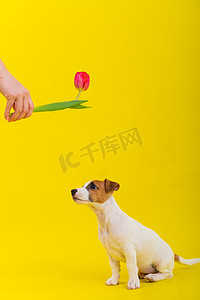 一只顽皮的狗在黄色背景的工作室里跳着寻找郁金香。