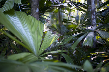 茂盛的树叶摄影照片_各种茂盛的热带树叶和树干