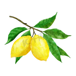 柠檬黄色海报摄影照片_水彩手绘插图，配有黄色成熟的地中海柠檬和绿色优雅的叶子。