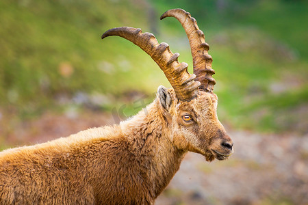野山羊野生动物和山地动物群，大帕拉迪索意大利阿尔卑斯山，意大利