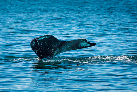 苏厄德附近复活湾的抹香鲸尾巴