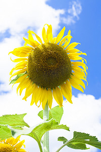 向日葵太阳摄影照片_花园里的向日葵本质上。