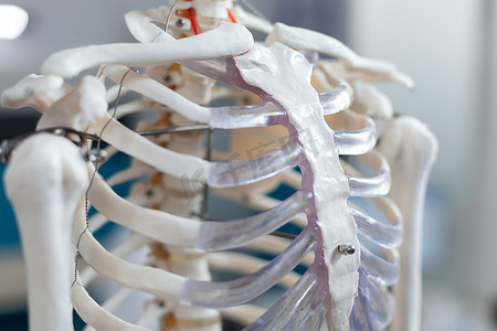 人体骨骼摄影照片_解剖人体骨骼的骨干特写
