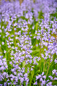 在偏远的田野、草地或家庭花园的绿茎上生长和开花的常见蓝铃花的特写。