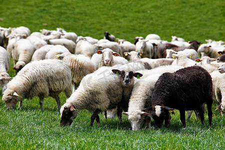 羊群在绿色的草地上。