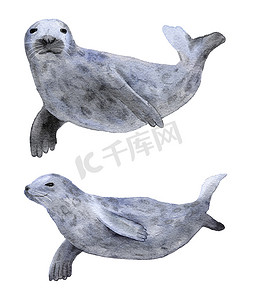 冬天水彩摄影照片_北极海豹动物的水彩手绘插图。