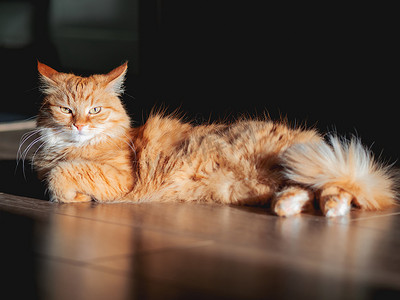 脸上表情独立的姜猫躺在木地板上。