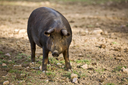 西班牙科尔多瓦佩德罗什谷的伊比利亚猪