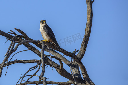 南非 Kgalagadi 跨境公园的兰纳猎鹰