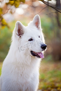秋天公园里的白色瑞士牧羊犬