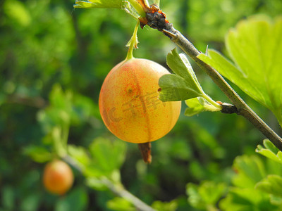 醋栗 (Ribes uva-crispa) - 灌木果