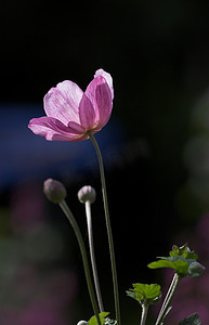 显示花瓣、雄芯花蕊和花粉的一朵桃红色日本海葵花。