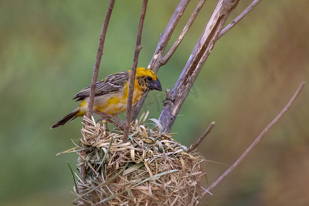 雄性巴亚织布工在自然背景下筑巢的形象。