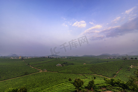 绿色茶山摄影照片_越南木洲的新鲜绿茶山