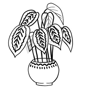 Calathea marantha 在黑线轮廓卡通风格的锅中。
