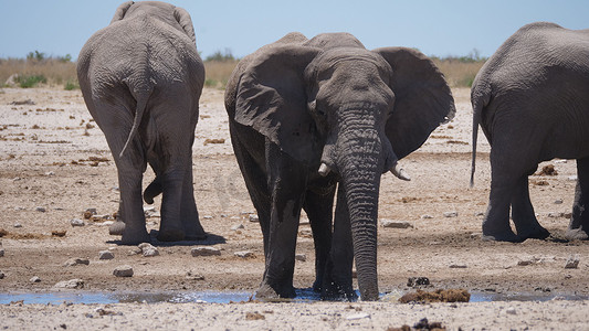 大象从几乎干涸的水坑里喝水