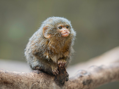 蓬松的侏儒狨猴栖息在树枝上。