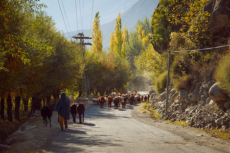 牧羊人和家畜走在路上