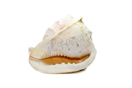 角盔海贝壳的图像。 