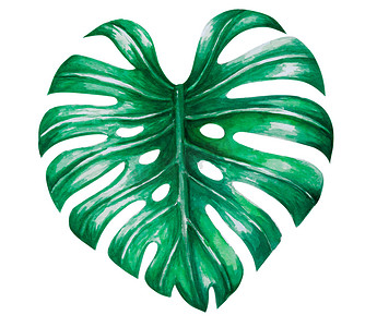 绿色龟背竹热带叶水彩插图，孤立