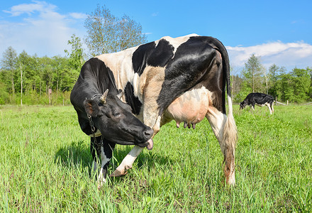奶牛在农场吃草，看着镜头。