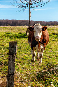 走进蒙牛摄影照片_蒙贝利亚德牛在一个田地里