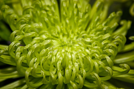 植物学图片摄影照片_绿色菊花