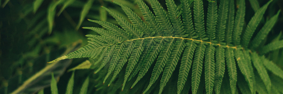 绿色薄棕榈叶植物生长在野外，热带森林植物，常绿藤蔓抽象颜色。