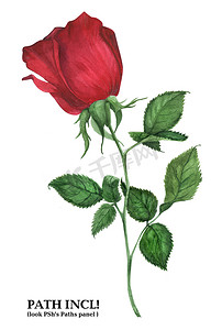 植物水彩红玫瑰