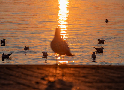 湖上游泳的海鸥剪影