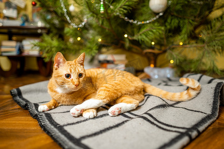 老虎花纹摄影照片_新年假期的晚上，一只漂亮的红白猫坐在圣诞树下的床单上。