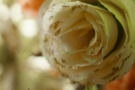 美丽的白玫瑰，花瓣上有特殊的闪光