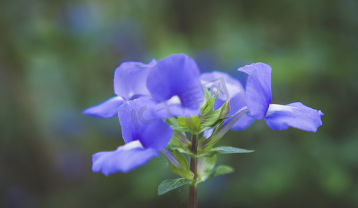 选择性焦点蝴蝶豌豆花茶。