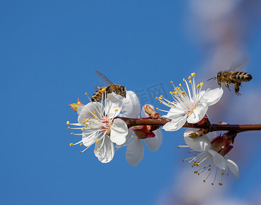 月开摄影照片_两只蜜蜂寻找花蜜