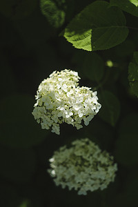 有选择地关注夏季盛开的白色绣球花或霍滕西亚花的美丽灌木。