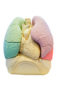 人体解剖分段肺模型