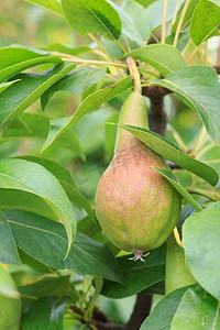 树枝上未成熟梨的果​​实。