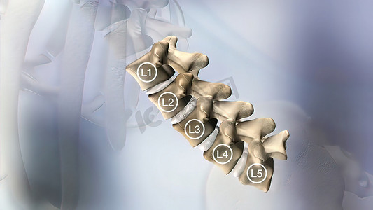 人体腰椎摄影照片_透明人体腰椎解剖学的 3D 医学 3D 插图