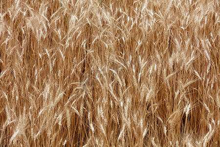 金色小图摄影照片_夏季大风天气下小麦成熟小穗的黄色田野。