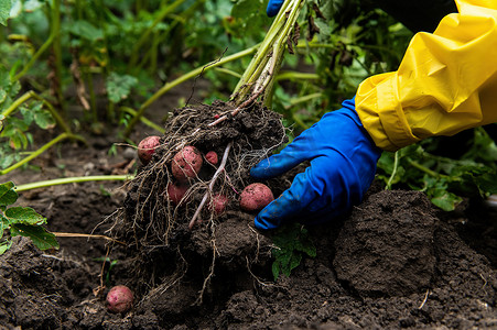 马铃薯种植摄影照片_详细信息：农民的手戴着蓝色手套，手里拿着新挖的马铃薯，同时在生态农场里挖正在生长的马铃薯灌木丛