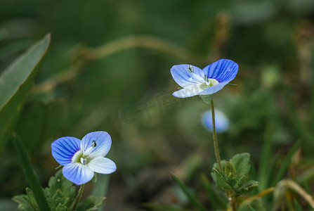美丽的田野小蓝色花朵。