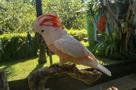美丽的鲑鱼凤头鹦鹉坐在巴厘岛鸟类公园动物园的干树枝上。