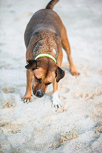 狗在沙滩上和小螃蟹玩耍