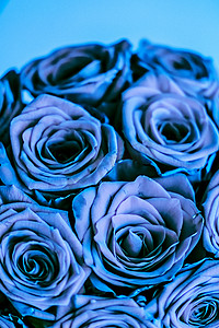 七夕礼物摄影照片_蓝色玫瑰的魅力豪华花束，鲜花盛开作为花卉节日背景