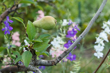 树枝上未成熟梨的果​​实。