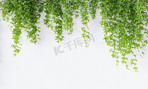 绿色藤蔓花摄影照片_在白色混凝土墙背景上的弗吉尼亚爬行物藤蔓与复制空间。