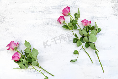 玫瑰花组合摄影照片_白桌上由粉色玫瑰花制成的 Flatlay 组合物